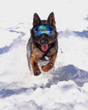 Rex Specs- Large Replacement Lens 3-Pack