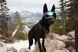 Rex Specs- Large Replacement Lens 3-Pack